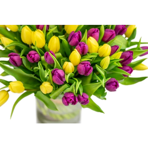Kytice  tulipánů
